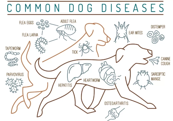 dog sickness symptoms