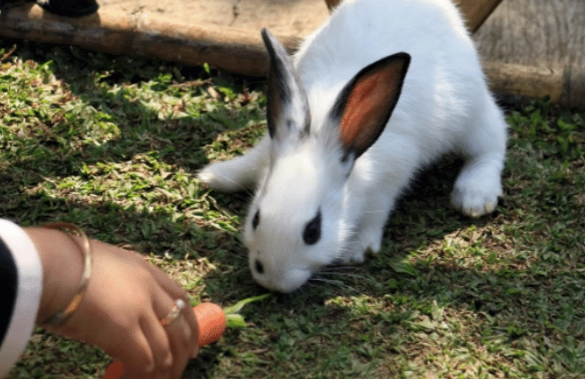 how often to feed a rabbit