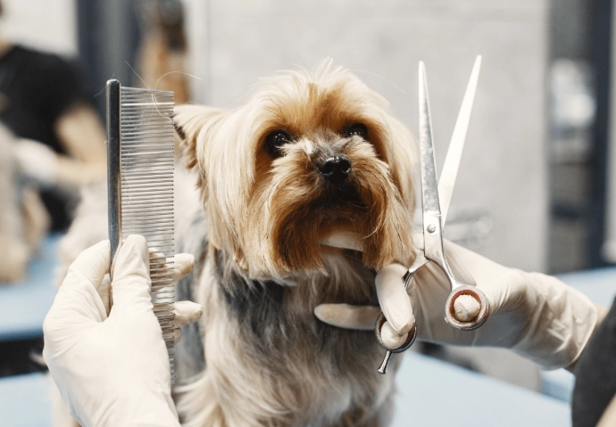 how to groom a dog at home how to groom a dog at home