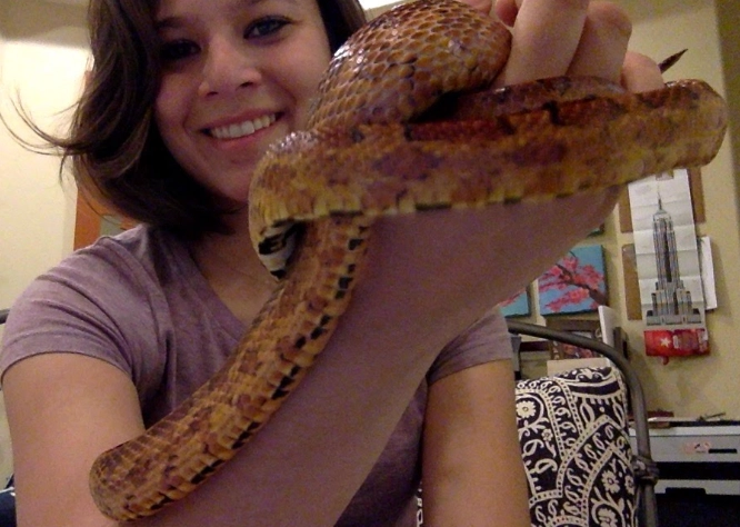 best pet snakes for beginners