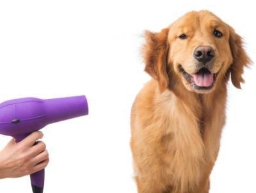 dog grooming tips dog grooming tips