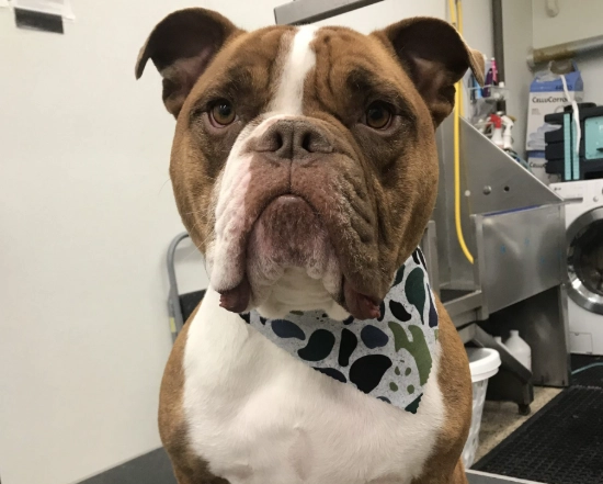 FFF dog grooming technique