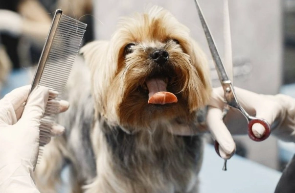 how to groom a dog at home how to groom a dog at home