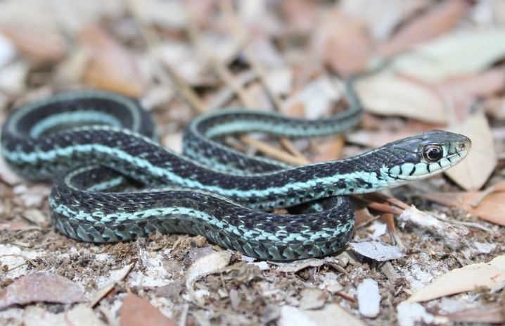 reducing snake stress after arrival