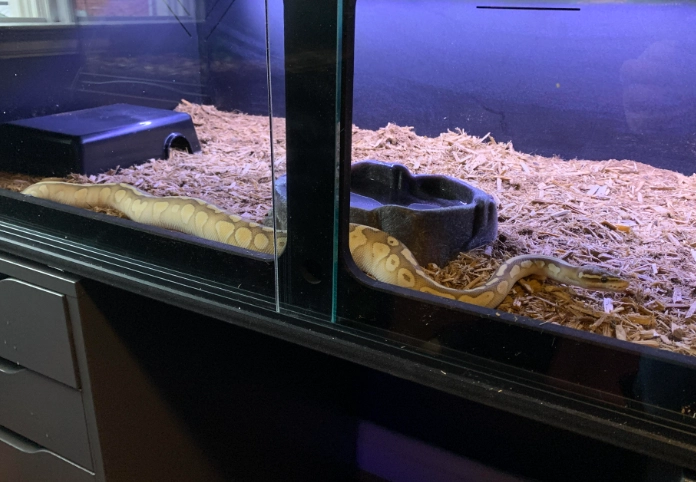 best pet snakes for beginners