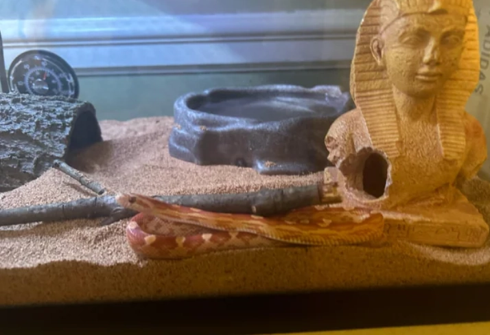 first time snake owner California
