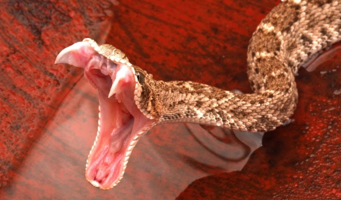 how long to wait to hold new snake