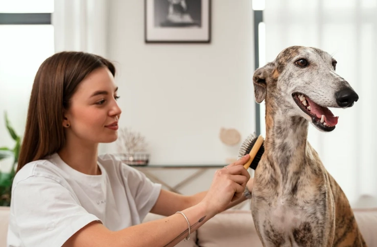 dog grooming tips dog grooming tips