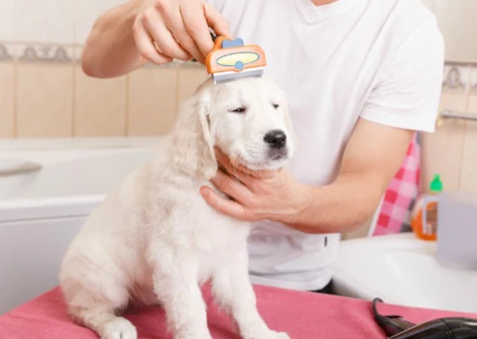 dog grooming for beginners dog grooming for beginners