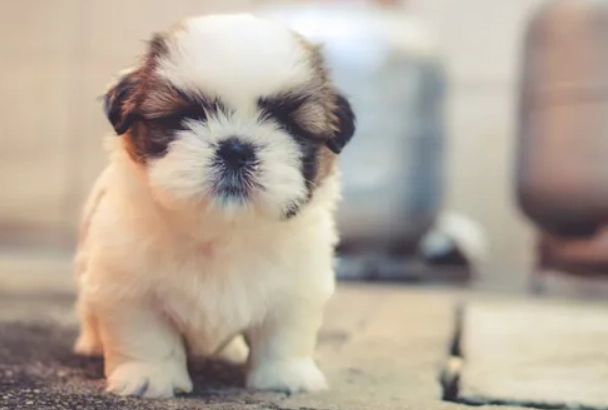 FFF dog grooming technique