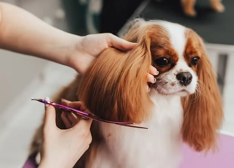 dog grooming for beginners dog grooming for beginners