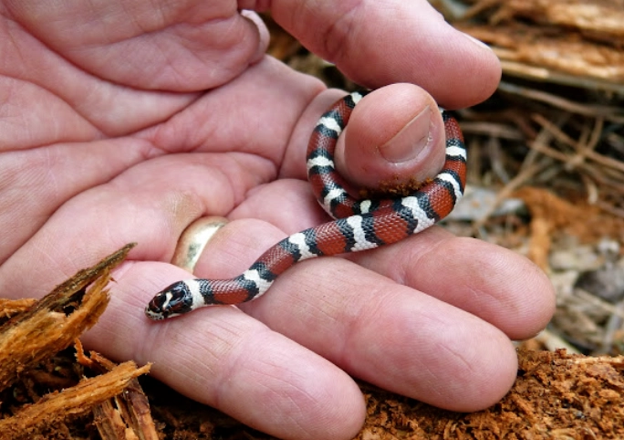 California snake laws