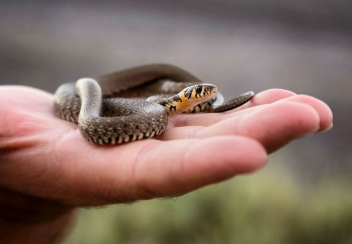 how long to wait to hold new snake