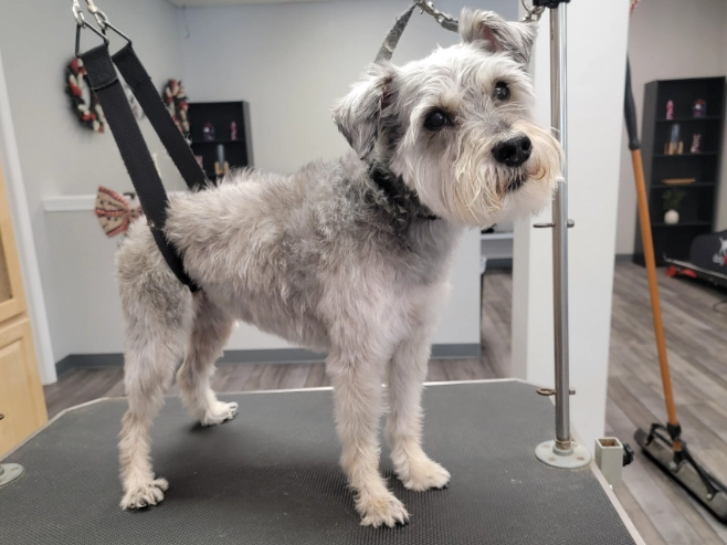 What does FFF mean in dog grooming