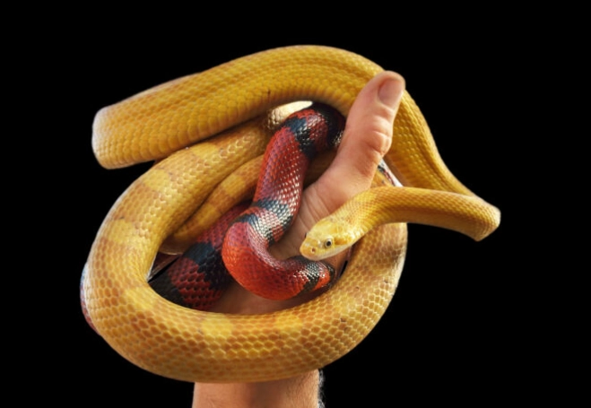 pet snake handling guide
