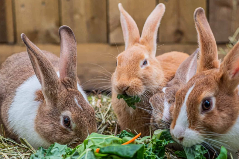 what do rabbits eat
