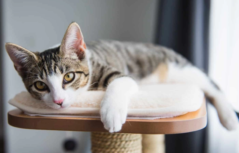 train cat to use toilet