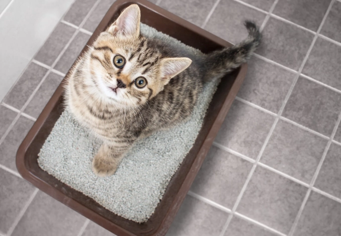 cat toilet training success rate