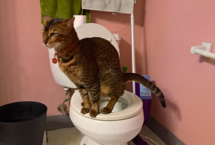 cat toilet training system cat toilet training system
