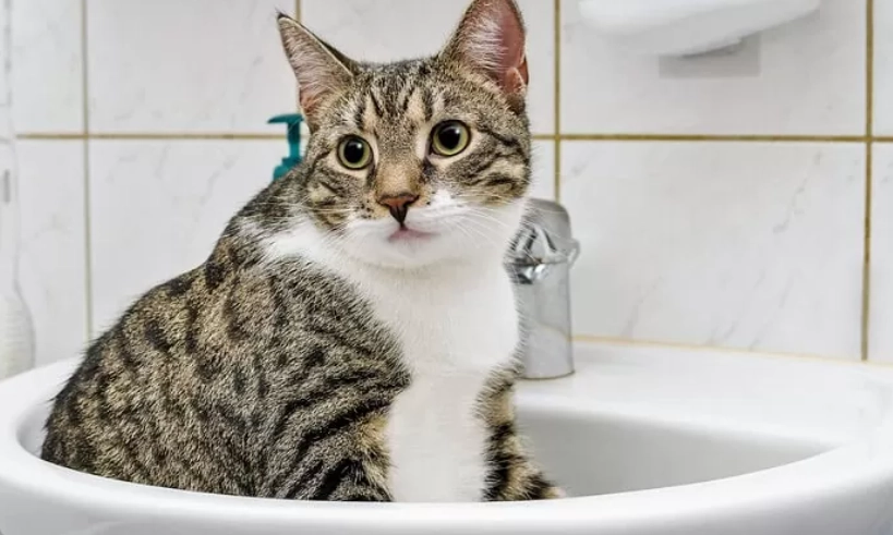 how to toilet train a cat