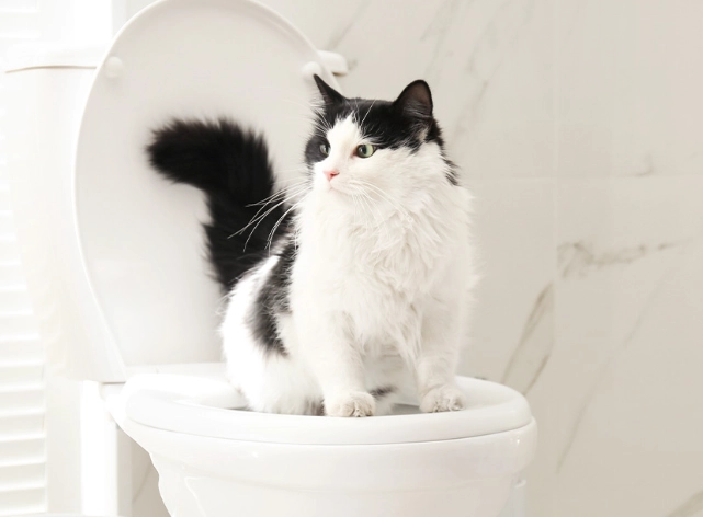 train cat to use toilet