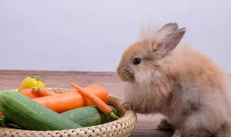 rabbit diet