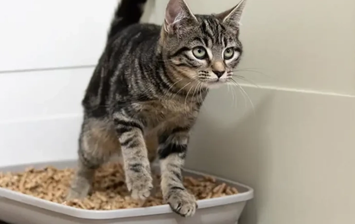 outdoor cat potty training