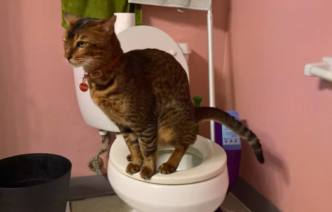 cat toilet training