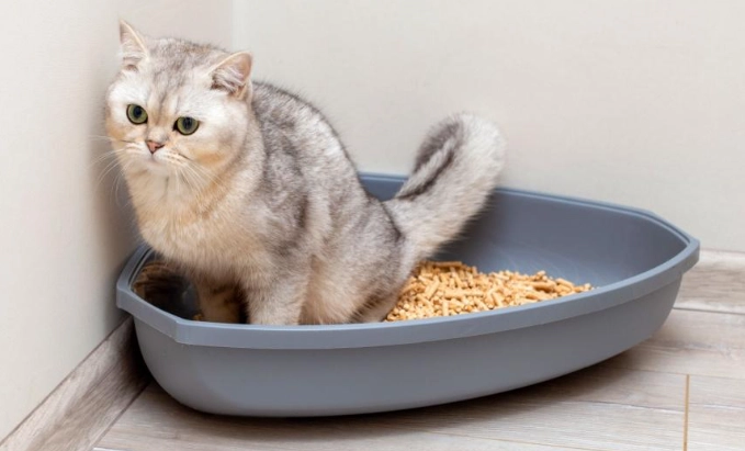 train cat to go outside