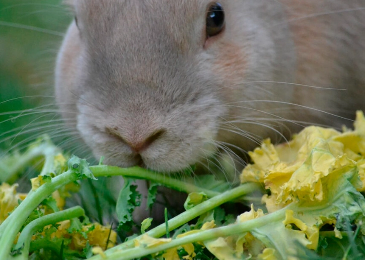 rabbit diet
