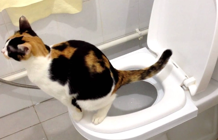 how to toilet train a cat