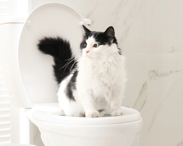 litter box alternatives