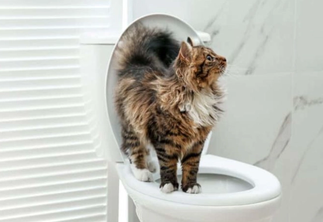 how to toilet train a cat