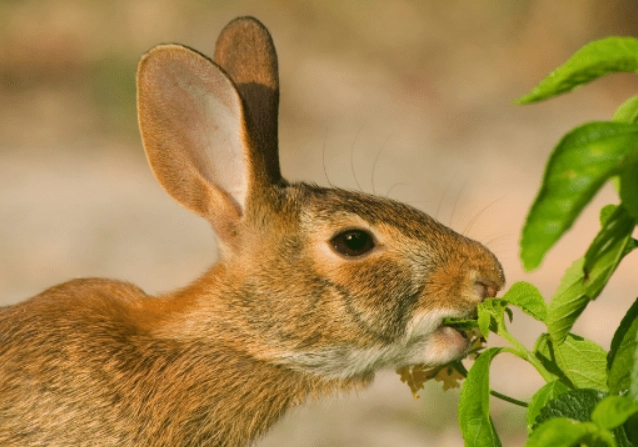 rabbit natural habitat food