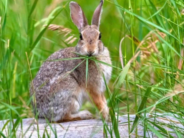 what do wild rabbits eat