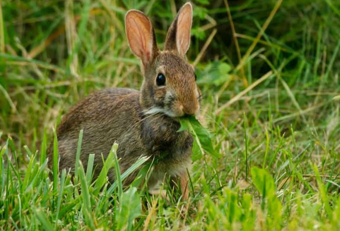 what do wild rabbits eat