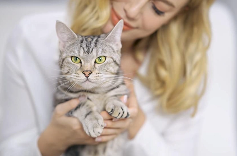 how to toilet train a cat how to toilet train a cat
