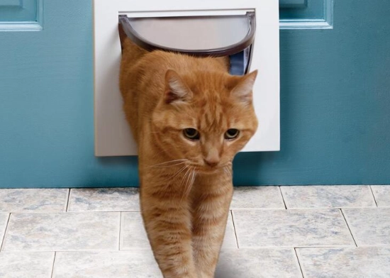 Can you train a cat to pee and poop outside?