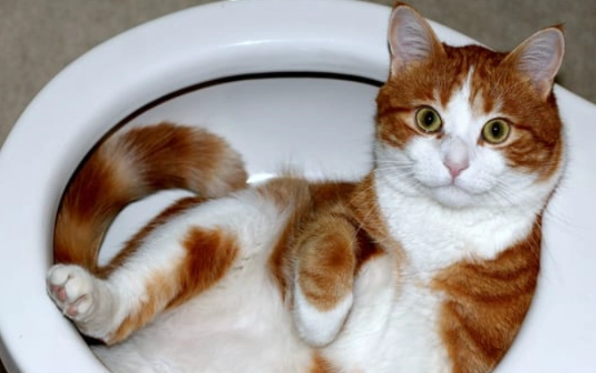 cat toilet training system cat toilet training system