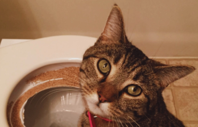 how to toilet train a cat