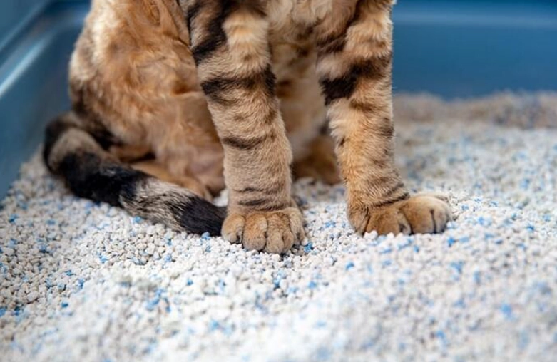 train cat to go outside