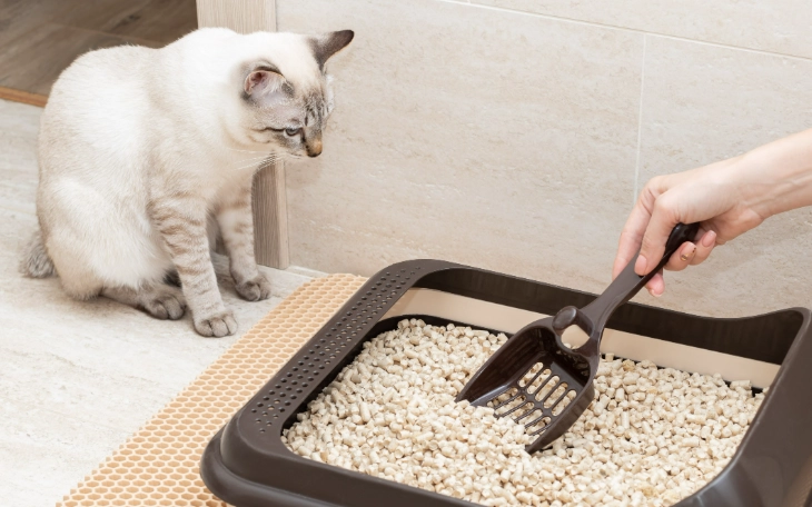 kitten litter box training