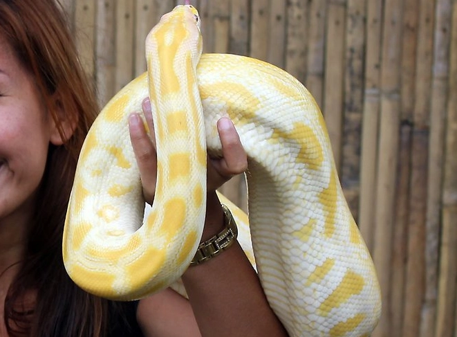 beginner snake handling tips