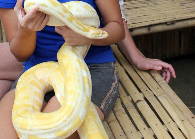 First Time Snake Handling: A Safe & Confident Beginner's Guide