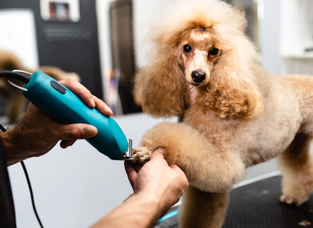 dog groomer tip