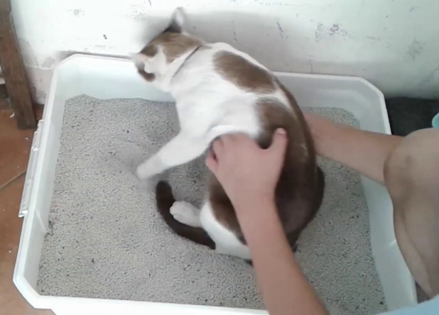 How to train a persian cat to use litter box