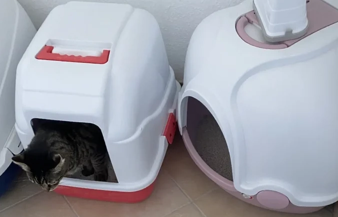 cat litter box training