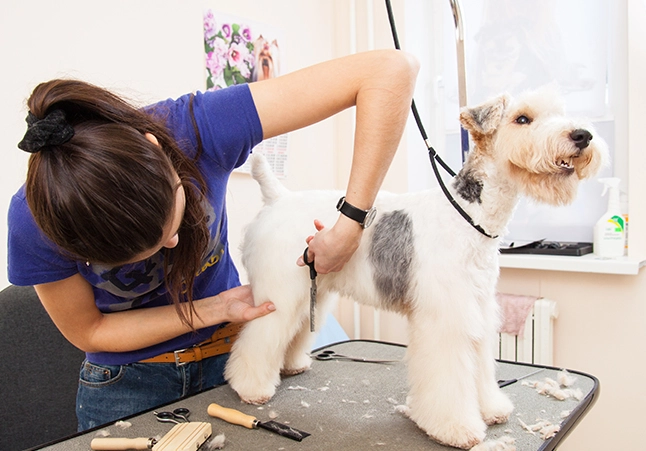 is $5 tip good for dog groomer