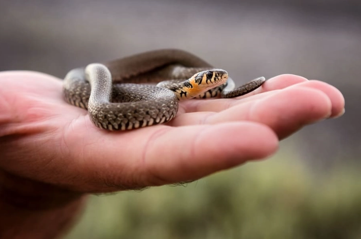 beginner snake handling tips