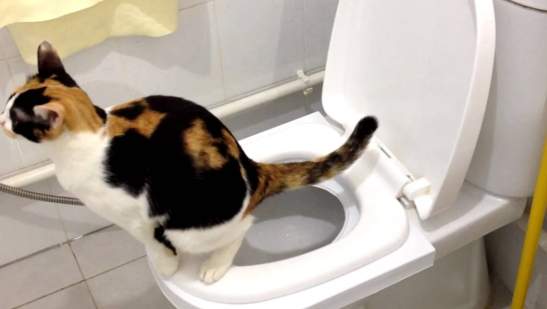 train cat to use litter box